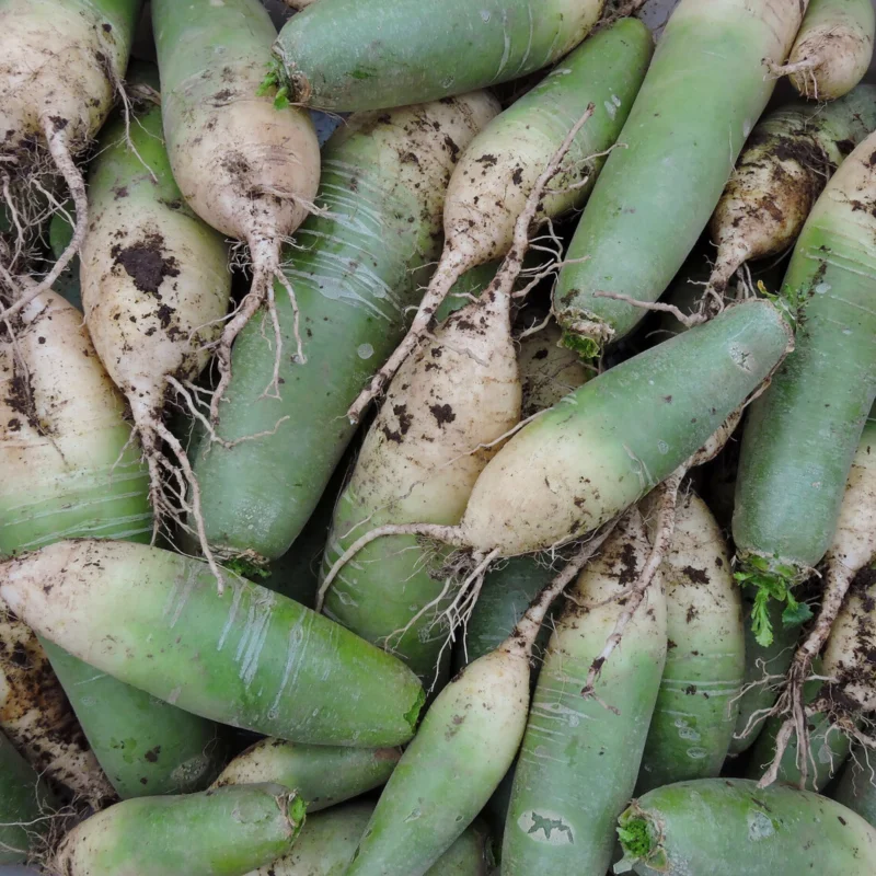 Green radish 2 lb - image 3