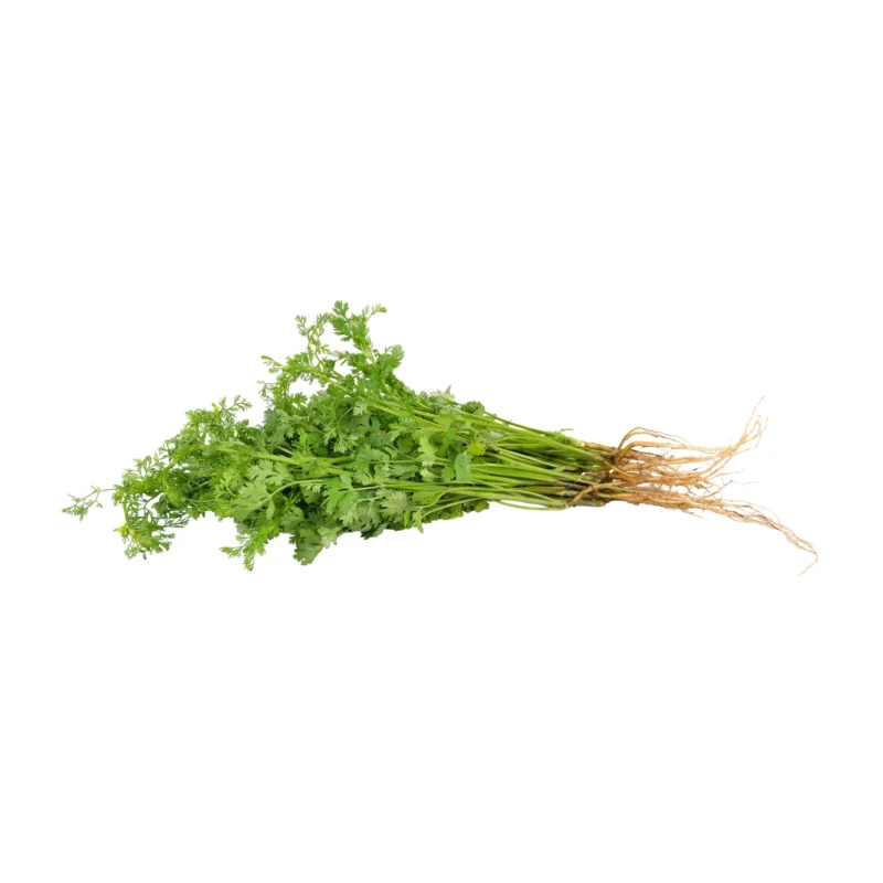 Cilantro 1 bunch - image 2