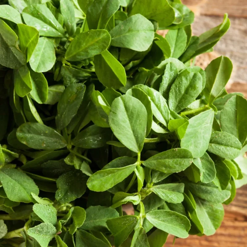 Fresh methi leaves (fenugreek) 0. 75 oz - image 2