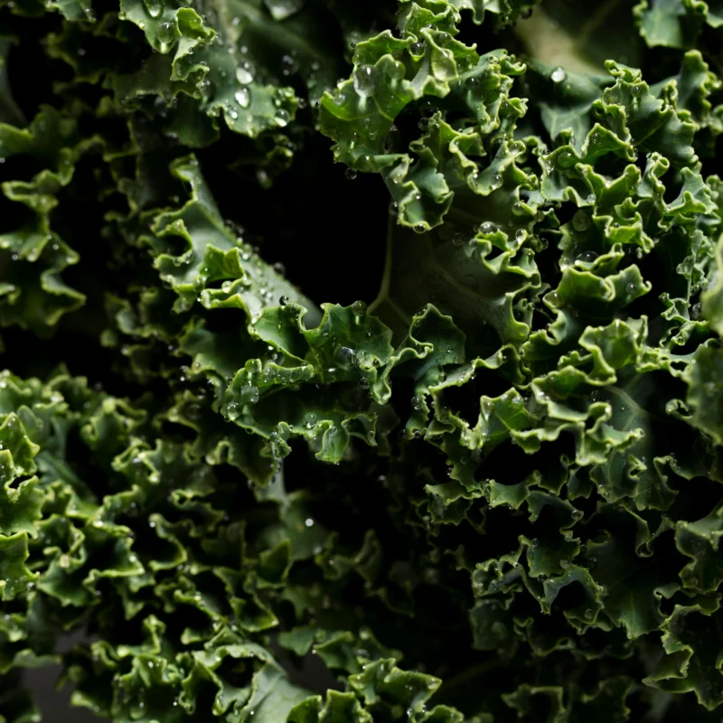 Green curly kale 1 bunch - image 3