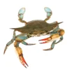 9595a05a 2112 40cb 92e7 9b22cdbd5591 07 03 22 blue crab stock photo