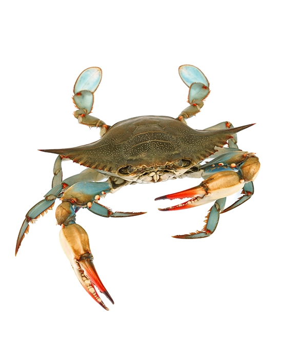 9595a05a 2112 40cb 92e7 9b22cdbd5591 07 03 22 blue crab stock photo