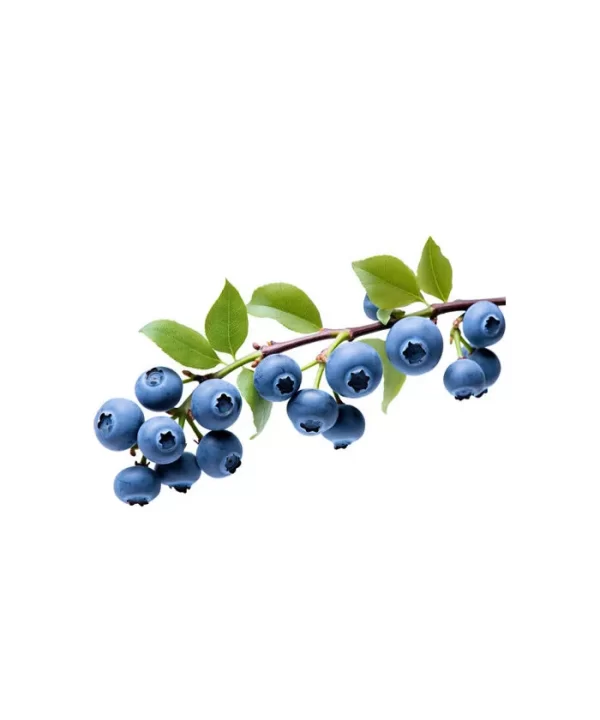 Wymans wild blueberries 2